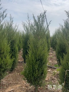 高度160厘米塔柏