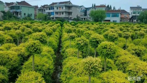 5公分造型亮晶女贞