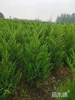 高度150厘米塔柏