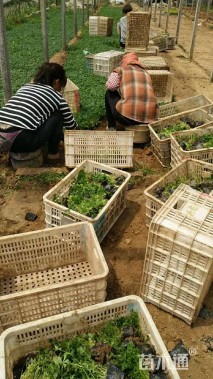 高度10厘米五叶委陵菜