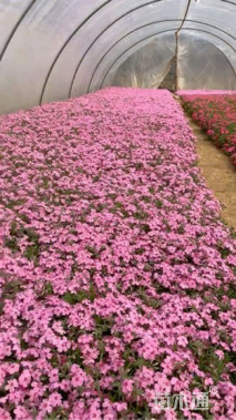 高度30厘米丛生福禄考