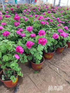 高度40厘米凤丹牡丹