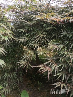 高度150厘米红羽毛枫小苗