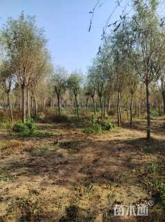 12公分金丝垂柳