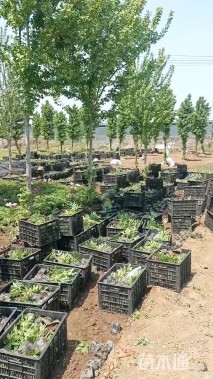 高度40厘米芍药
