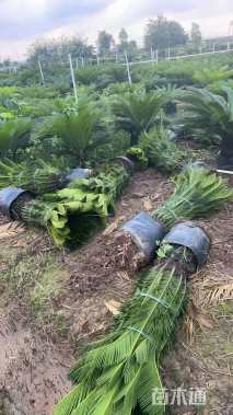 裸干高100厘米苏铁