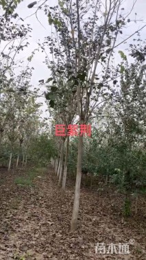 11公分巨紫荆