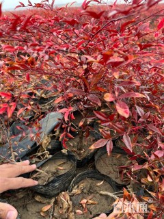 高度50厘米红天竹