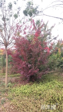 高度500厘米丛生三角枫