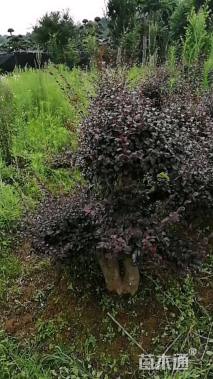 30公分造型红花继木桩
