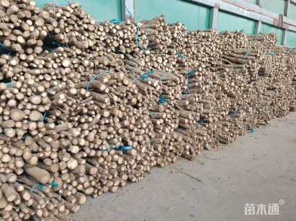 0.5公分紫花泡桐