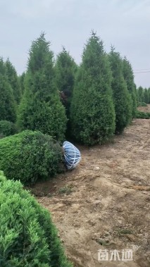 高度280厘米塔柏