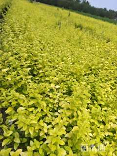 高度25厘米金叶女贞小苗