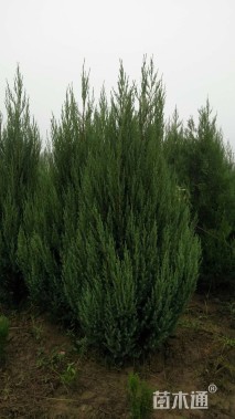 高度150厘米河南桧