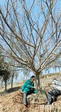 12公分日本晚樱