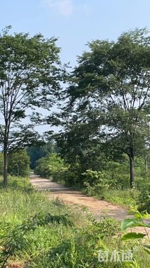 20公分榉树