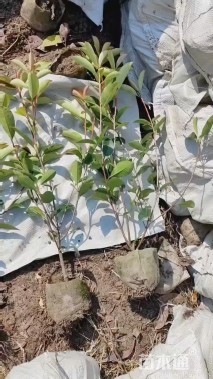 1公分红叶石楠