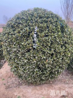 冠幅100厘米大叶黄杨球