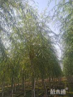 15公分金丝垂柳