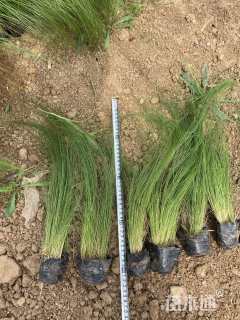 高度30厘米细茎针茅