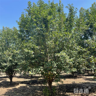 10公分绚丽海棠