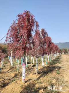 25公分日本红枫