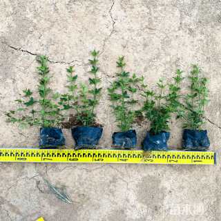 高度30厘米迎春花