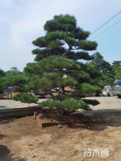 10公分造型黑松