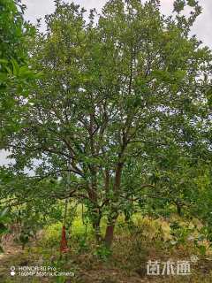 25公分(3杆)丛生香橼