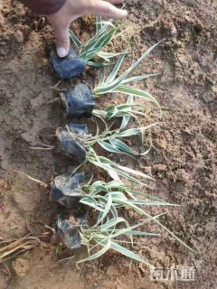 高度40厘米花叶芦竹