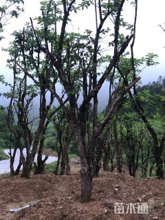 高度350厘米五彩锦带