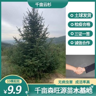 高度400厘米云杉