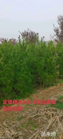 高度100厘米白皮松