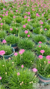 高度15厘米石竹