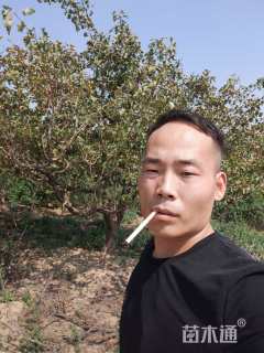 10公分山楂树
