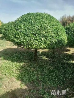 冠幅150厘米卫矛球