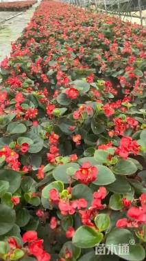 高度10厘米四季海棠