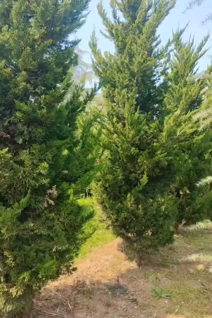 高度200厘米龙柏