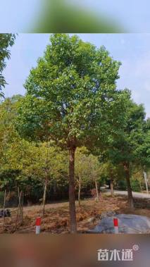 15公分香樟