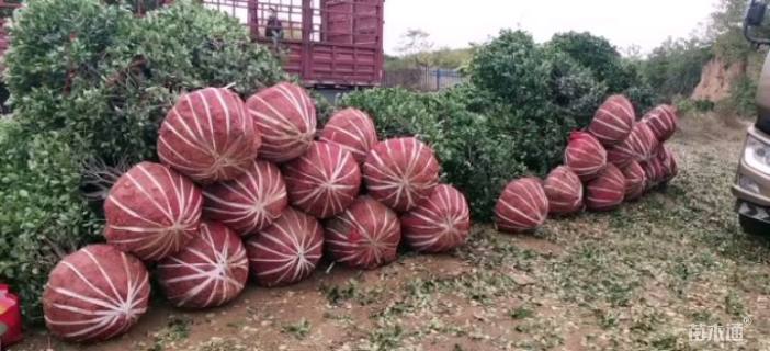 高度130厘米大叶黄杨