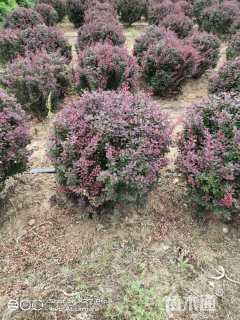 冠幅150厘米紫叶小檗球
