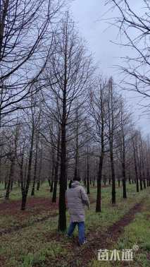 15公分中山杉