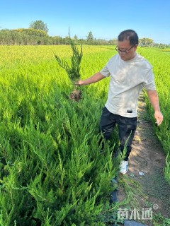 高度40厘米小龙柏