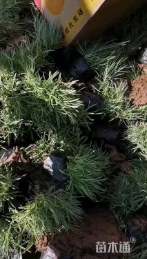 高度10厘米地被石竹