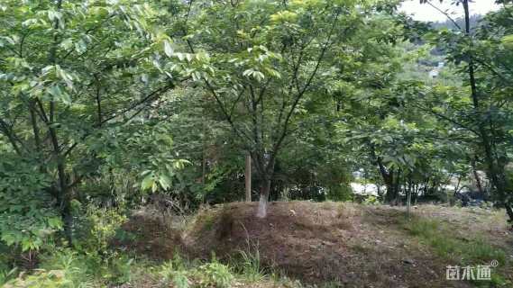 12公分日本早樱