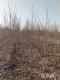 10公分美国红枫