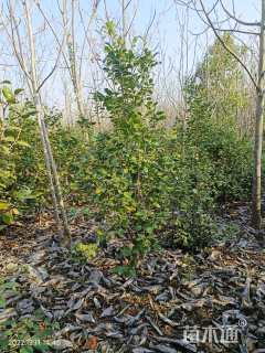 高度180厘米茶花