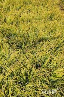 高度25厘米金线菖蒲