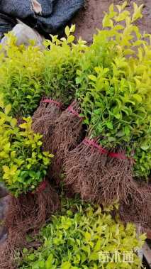 高度13厘米金叶女贞小苗