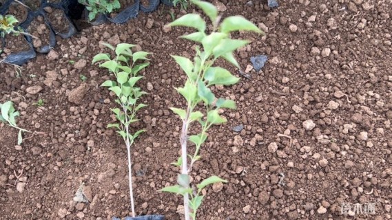 高度40厘米丁香